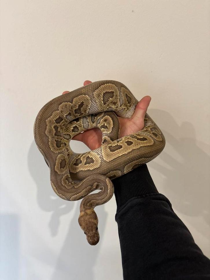 python regius 0.1 ghi redstripe clown Ball Python - female for sale from Future_Royals