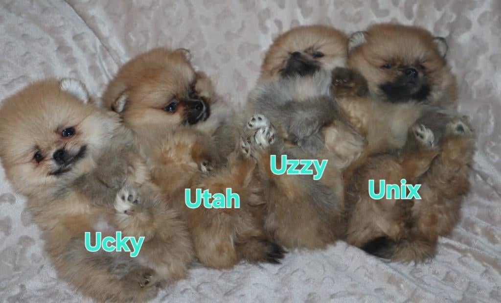 Mini Bearface Reutjes Pomeriaan/Pomeranian Geboren in NL, Nederland, Keeshond, 15 weken tot 1 jaar, Parvo