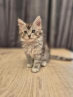 Maine coon kittens, Meerdere dieren, Gechipt