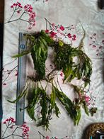 Diverse aquariumplanten, Dieren en Toebehoren, Ophalen, Plant(en), Steen of Hout