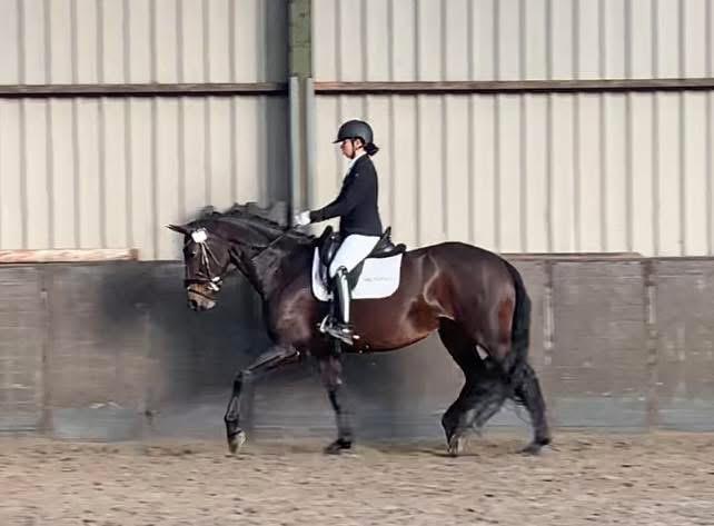 Lieve merrie met potentie - L niveau / Merrie Z1 niveau, Dieren en Toebehoren, Paarden, Merrie, Met stamboom, Dressuurpaard, L
