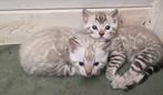 Ras zuivere Bengaal kittens met stamboom