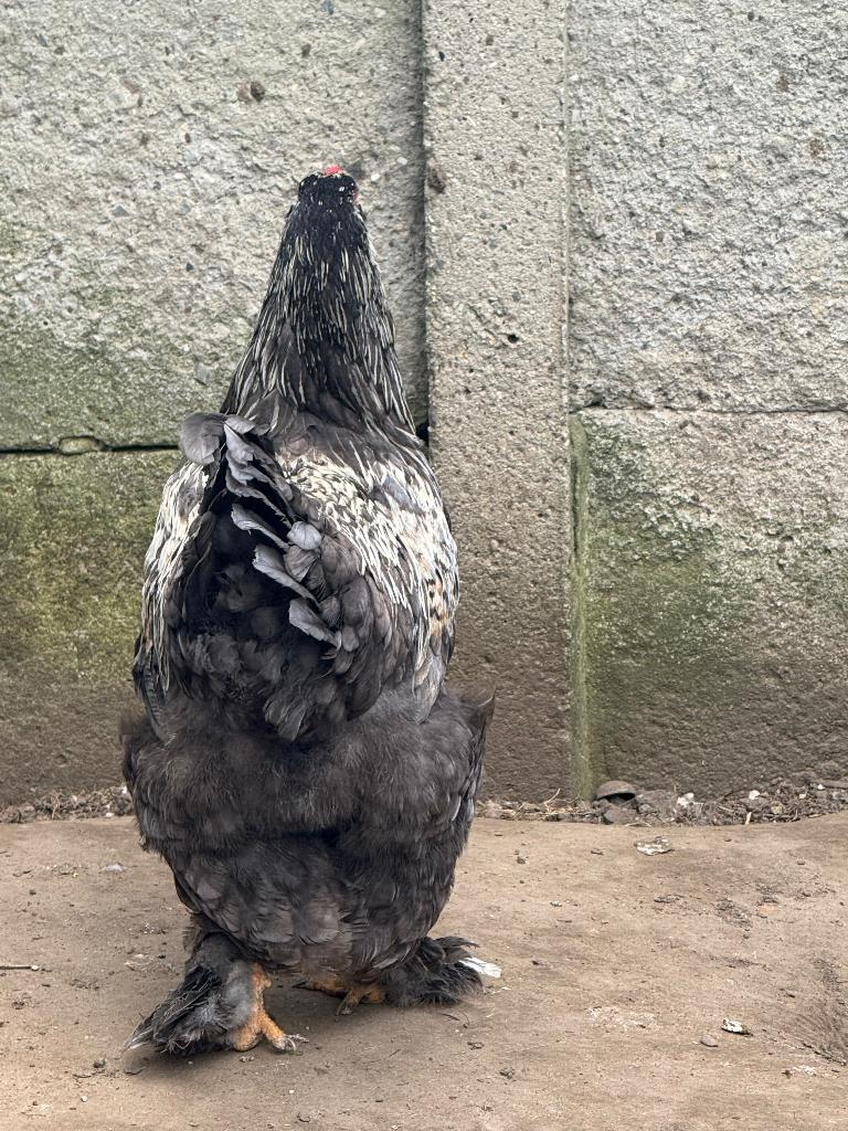 Brahma haan, Dieren en Toebehoren, Mannelijk, Kip