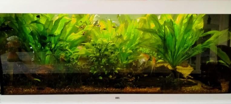 Juwel Aquarium, Dieren en Toebehoren, Vissen | Aquaria en Toebehoren, Ophalen, Gebruikt, Inclusief vissen, Gevuld zoetwateraquarium