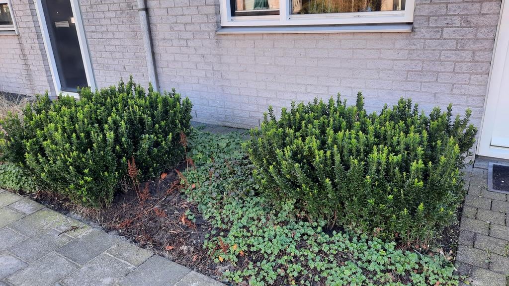 Gratis Buxus, Tuin en Terras, Planten | Struiken en Hagen, Ophalen, Buxus, Minder dan 100 cm