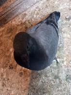 postduiven, Dieren en Toebehoren, Vogels | Duiven, Meerdere dieren, Postduif