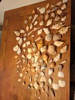 Verzameling van 107 Verschillende Schelpen, Verzamelen, Ophalen of Verzenden, Schelp(en)