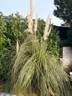 Pampas gras., Ophalen, Volle zon, Overige soorten