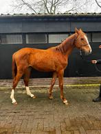 Seraphin x rubin royal jaarling merrie, Merrie, Dressuurpaard, 0 tot 2 jaar