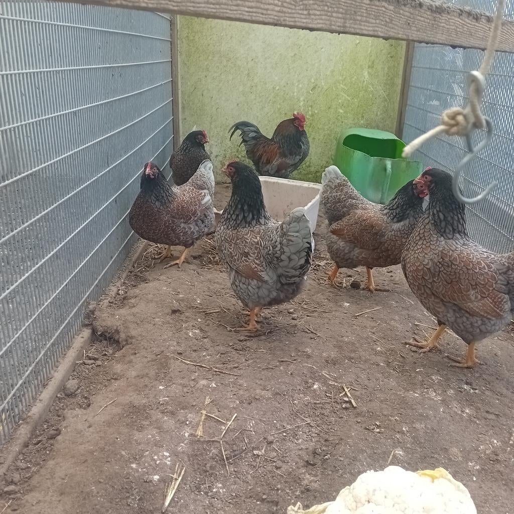 Broedeieren Barnevelder kriel Blauw!, Dieren en Toebehoren, Pluimvee, Meerdere dieren, Kip
