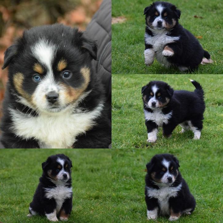Prachtige (MAS) Mini Australian Shepherd pups, Dieren en Toebehoren, Honden | Herdershonden en Veedrijvers, Meerdere dieren, Overige rassen