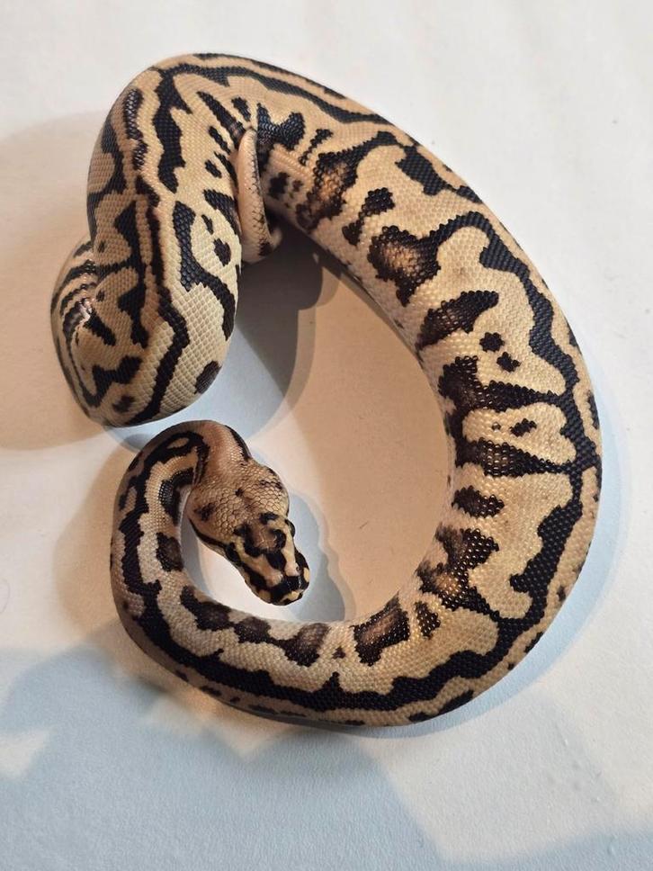 1.0 fire spotnose leopard poss yb het clown ball python Ball Python - male for sale from martijn