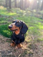 Kaninchen Teckelpups verwacht, Dieren en Toebehoren, Honden | Teckels en Dashonden, Kaninchen, 8 tot 15 weken, Korthaar, Parvo