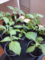 Yacon, Tuin en Terras, Ophalen, Overige typen