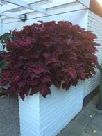 Mooie zeldzame gewortelde siernetels, Ophalen of Verzenden, Volle zon, Minder dan 100 cm