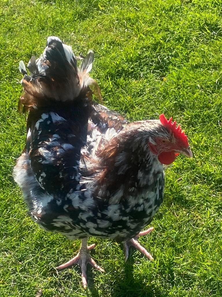 Jonge orpington  groot porselein haan, Dieren en Toebehoren, Mannelijk, Kip