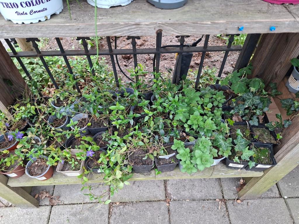 Bodembedekkers: Maagdenpalm, Gele Wederik & Ooievaarsbek, Tuin en Terras, Ophalen, Bodembedekkers, Vaste plant, Halfschaduw