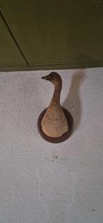 Opgezette eend (taxidermie/wanddecoratie), Ophalen, Zo goed als nieuw, Vogel, Opgezet dier