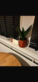 Sissy-Boy plantenpot, Rond, Binnen, Ophalen of Verzenden, Zo goed als nieuw