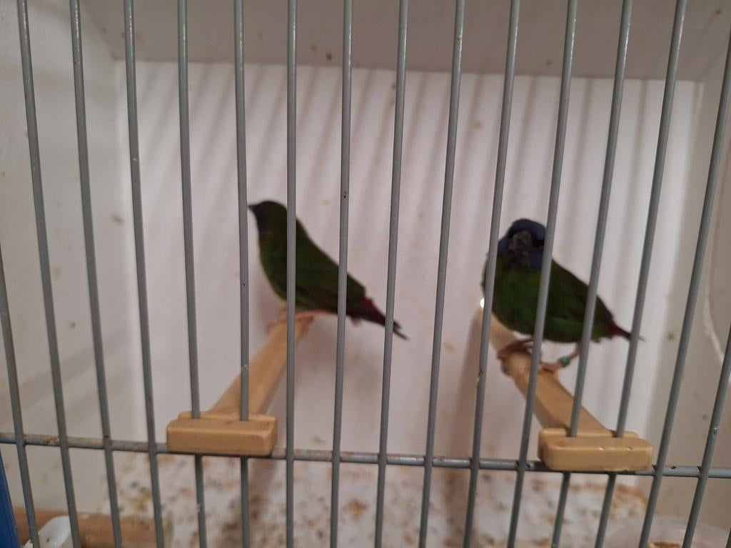 Driekleur papegaai amadines, Dieren en Toebehoren, Meerdere dieren, Geringd