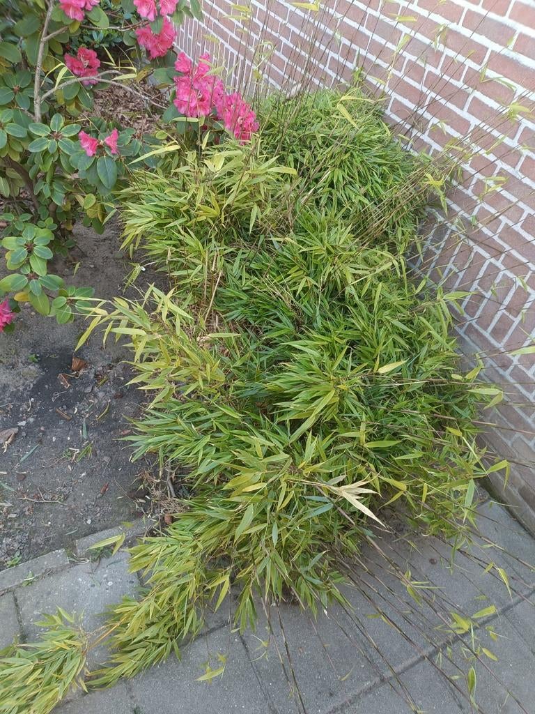 Gratis gezonde bamboe plantjes, Tuin en Terras, Planten | Tuinplanten, Vaste plant, Siergrassen, Ophalen of Verzenden, Bloeit niet