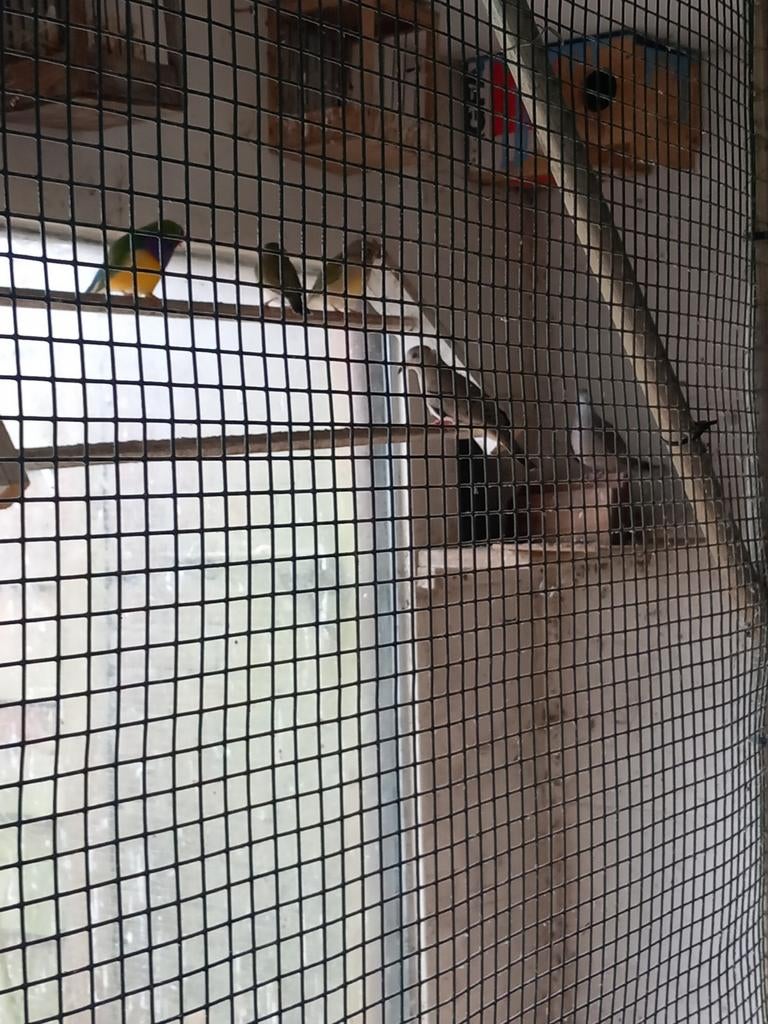 Peru duif, Vrouwelijk, Overige soorten