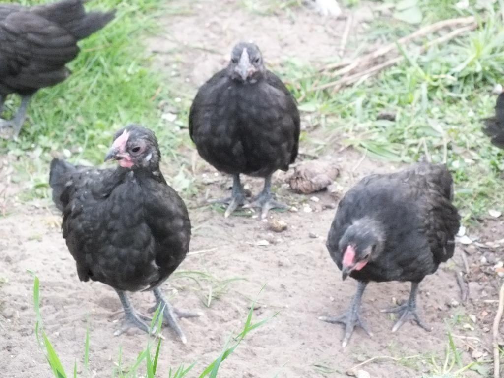 Java kriel kuikens 6 weken, kip, hen, Dieren en Toebehoren, Pluimvee, Kip, Geslacht onbekend
