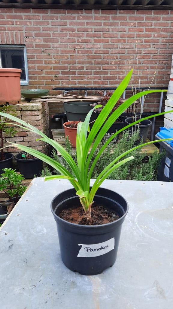 Pandan plant. Het blad geeft lekker geurige smaak., Tuin en Terras, Planten | Tuinplanten, Ophalen, Overige soorten, Volle zon