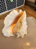 Grote schelp - Decoratieve schelp, Ophalen of Verzenden, Gebruikt