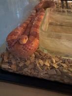 Slang, Dieren en Toebehoren, Reptielen en Amfibieën, Slang, Met terrarium, 3 tot 6 jaar