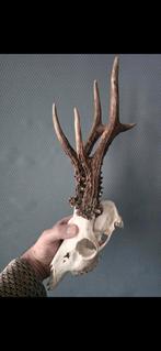 Gewei op schedel, Ophalen of Verzenden, Hert, Schedel