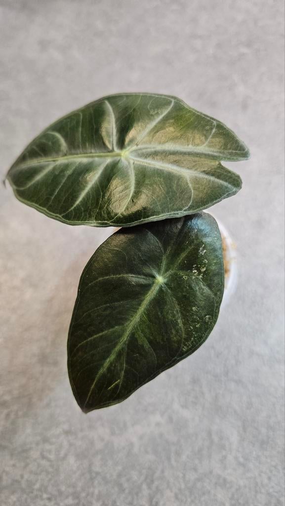 Alocasia Pink Dragon (Stardust Variegata), Ophalen of Verzenden, Halfschaduw, Minder dan 100 cm