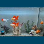 Prachtige Sluierstaarten op formaat! Bijzondere kleuren!, Vis, Zoetwatervis