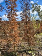 Beukenhaag planten - Fagus Sylvatica, Ophalen, Bloeit niet, Halfschaduw, Overige soorten