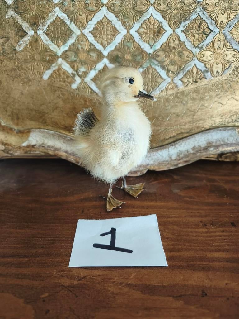 Opgezette eendjes kuikentjes eendje kuiken * schapenweide, Ophalen of Verzenden, Nieuw, Opgezet dier