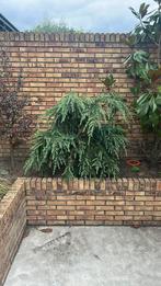 *Volle sierconifeer (ca. 1 meter hoog)*, Ophalen, Bloeit niet, Halfschaduw, Overige soorten