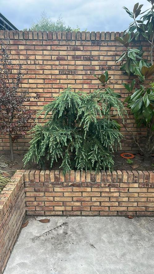 *Volle sierconifeer (ca. 1 meter hoog)*, Tuin en Terras, Planten | Bomen, Overige soorten, Halfschaduw, Bloeit niet, Ophalen