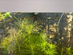 Guppen mix endler 50 stuks 20 euro of ruilen tegen platys, Dieren en Toebehoren, Vis