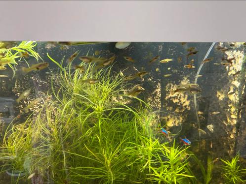 Guppen mix endler 50 stuks 20 euro of ruilen tegen platys, Dieren en Toebehoren, Vissen | Aquariumvissen, Vis