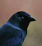 Kraai,kouw,raaf,of ekster kuikentje gezocht, Dieren en Toebehoren, Tropenvogel