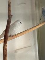 Jonge parkieten van 2025, Dieren en Toebehoren, Meerdere dieren, Parkiet