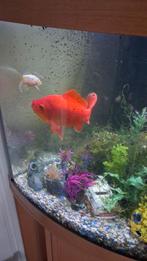 Juwel aquarium met grote goudvis 3x gourami etc., Dieren en Toebehoren, Vissen | Aquaria en Toebehoren, Ophalen, Zo goed als nieuw