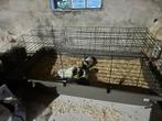 3 cavia’s, Dieren en Toebehoren, Knaagdieren, Cavia, Mannelijk, Juli, Tam