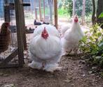 Ik zoek Spierwit Cochin groot broedeiren, Dieren en Toebehoren, Pluimvee, Meerdere dieren, Kip