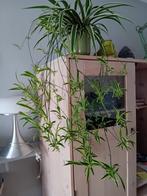 Te koop Graslelie incl alle Stekken, Ophalen, Overige soorten, Halfschaduw, Minder dan 100 cm