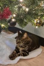 Lieve rustige cyperse kater van bijna 4, Dieren en Toebehoren, Katten en Kittens | Overige Katten, Kater, Kortharig, 3 tot 5 jaar