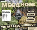 Totale leegverkoop - Palmen, yucca's, potten & meer!, Volle zon, Vaste plant, Zomer, Ophalen