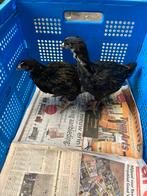 Dubbelgezoomde Barnevelder groot kuikens, Dieren en Toebehoren, Pluimvee, Geslacht onbekend, Kip
