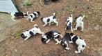 Boerenfox pups / puppies / pup, Dieren en Toebehoren, Honden | Niet-rashonden, Rabiës (hondsdolheid), 8 tot 15 weken, Meerdere