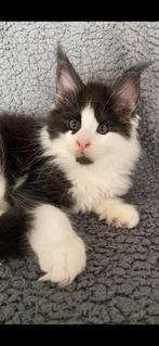 Lieve maine coon kittens met stamboom, Meerdere dieren, Gechipt, 0 tot 2 jaar